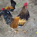 ��� ������ -������� � ���������. �� ������� ���� ����������