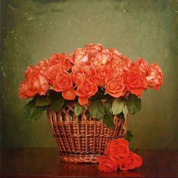 ��������, �����������, 55 ���