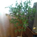 ����� �� ������� ���� ���������