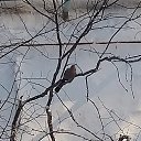 ���� �������, �����, 51 ��� - ��������� 13 ������� 2020 � ������ ���� ����������