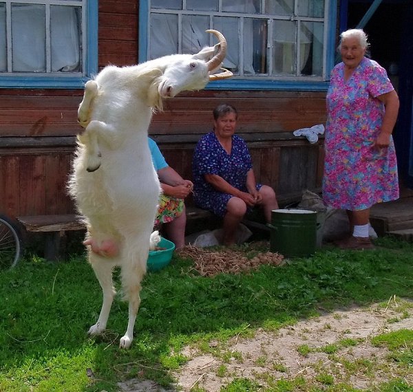 Коза говорила-любовь -то ведь зла, когда уходила к ослу от козла. Но по настоящему верила злу, когда ...
