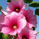  Gojko, -, 72  -  9  2020    , 