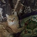 ���� �������, ����� �������, 72 ���� - ��������� 27 ������� 2020 � ������ ���� ����������