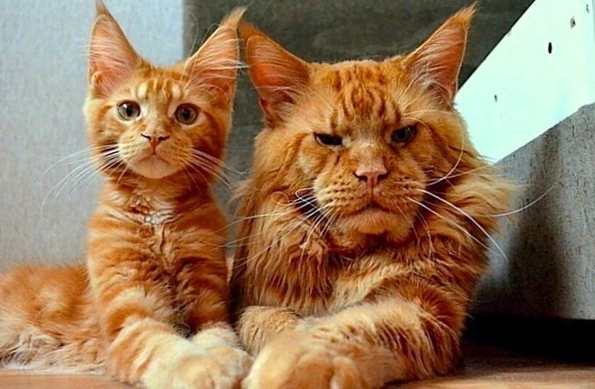 K���� �� ��� ��� ��p������ � ����� - 7