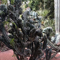 Batjer, ���������, 60 ���