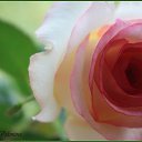 ���� Alex, ������� - ��������� 26 ��� 2020 � ������ �ALEX�
