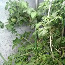 ���� ����, �������, 49 ��� - ��������� 8 ������� 2020 � ������ ��������� ��������