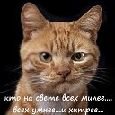 ���� ����, ������ - ��������� 4 ������� 2020 � ������ ������ ��������