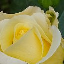 ���� Withyou/// Withoutyou, ������ - ��������� 10 ���� 2020 � ������ ���� ����������