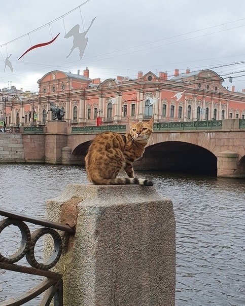 ������� ����.harleycat_spb