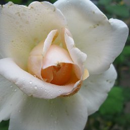 �����, �����������, 72 ����