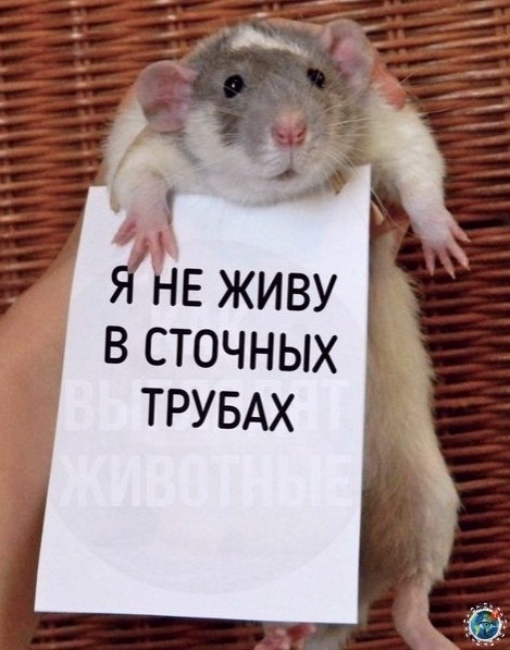Домaшняя кpыскa спeшит вaм нaпомнить: