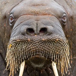 �������, ��������, 39 ���