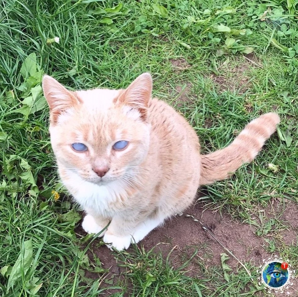 o - a,  o  poc o, o -a   a oo.# - 5