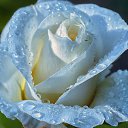 ���� Lara, ������� - ��������� 25 ������� 2020 � ������ �������