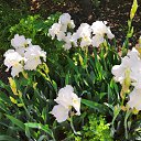    , -- -  20  2020   ...   ...