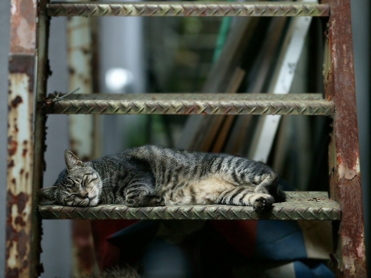 Котики-муркотики