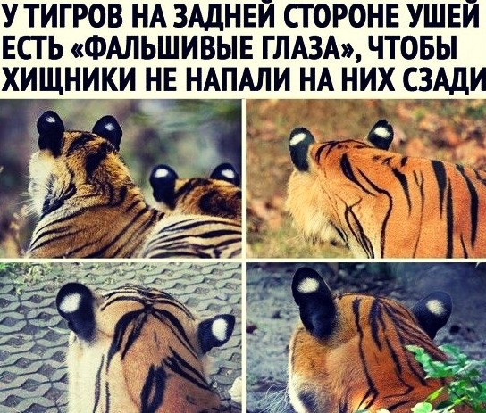 А вы знали? | TECHNOLOGY - познавательный журнал | Фотострана | Пост ...