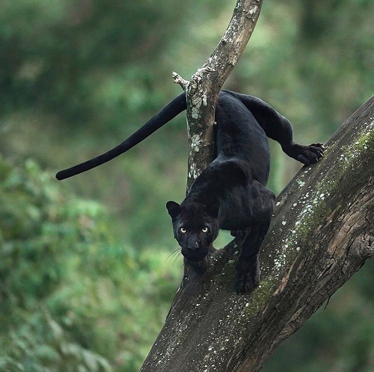 O e   aa: ee oeo, oa, oa a eee, oea a ... - 5