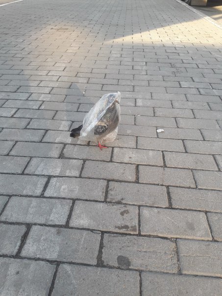 Makcuм - 8 апреля 2020 в 00:04