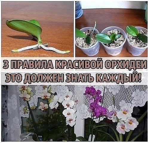 3 ПРАВИЛА КРАСИВОЙ ОРХИДЕИ. ЭТО ДОЛЖЕН ЗНАТЬ КАЖДЫЙ! Сохраните, чтобы не потерять! Не затягивайте с ...