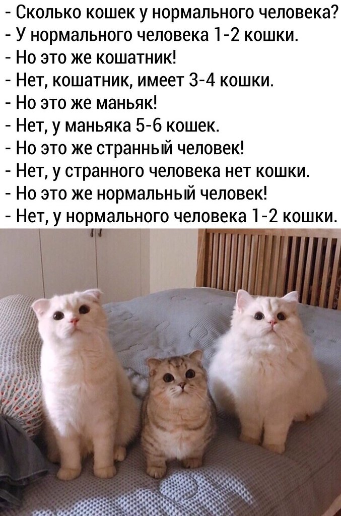 Как отбиться от обвинений в кошколюбии)