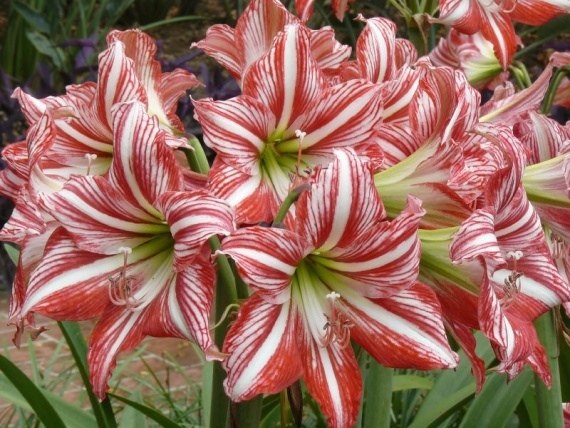 :   . (Hippeastrum)   ,    ...