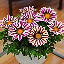 ���� ���������, �����-���������, 57 ��� - ��������� 4 ������ 2020 � ������ ���� ����������