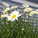 ���� ��������, ������ - ��������� 16 ���� 2020 � ������ ���� ����������