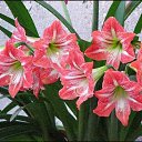  Gojko, -, 72  -  9  2020    , 