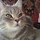 ���� �������� �� ������� ������