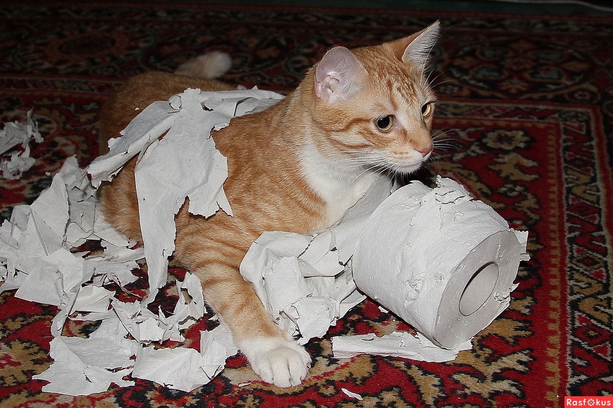 В момент азарта кот непредсказуем!