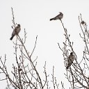 ���� ����������, ������ - ��������� 9 ������ 2020 � ������ ���� ����������