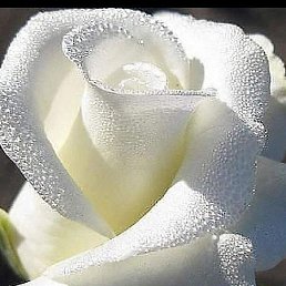 �������, ��������