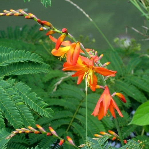 .       (Crocosmia)  ...