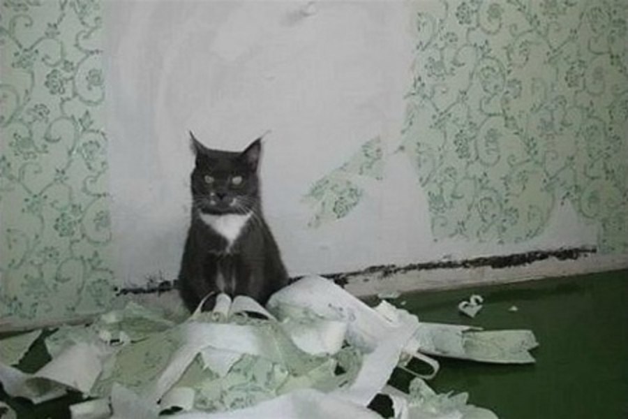 В момент азарта кот непредсказуем! - 4