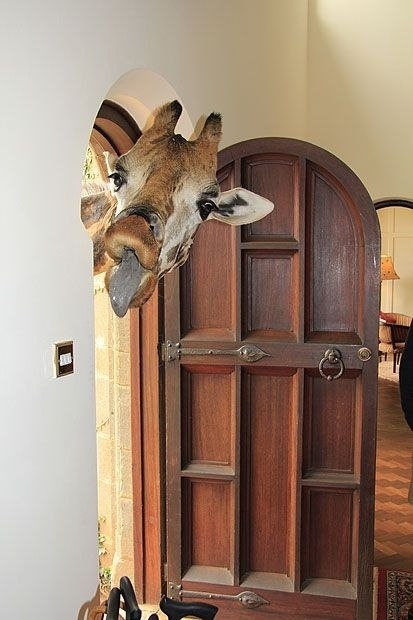 o o      https://fotostrana.ru/away?to=/sl/QkX2 Manor, o,  - 8