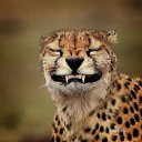  Marfysha,  -  16  2020