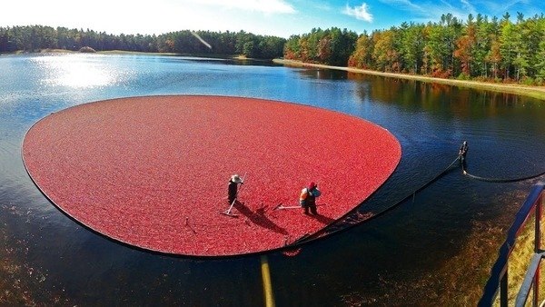 Сбор клюквы в Канаде. Среди красных клюквенных морей бродят по пояс в воде канадские сикхи, что ... - 3
