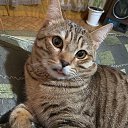 ���� ������, ���� - ��������� 11 ���� 2020