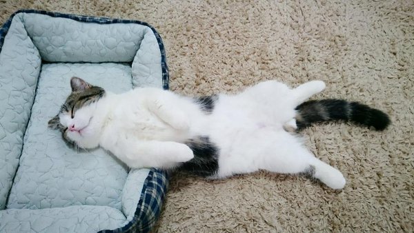 И, наконец, когда набегался, погрыз все цветы, покатался на форточке и