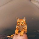 ���� ���������, �������, 43 ���� - ��������� 6 ����� 2020 � ������ ���� ����������