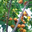  , , 46  -  16  2020     2019