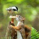 ���� Iris, �����-���������, 62 ���� - ��������� 24 ��� 2020