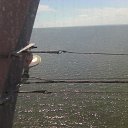  , , 33  -  22  2020      ,    ׸ )