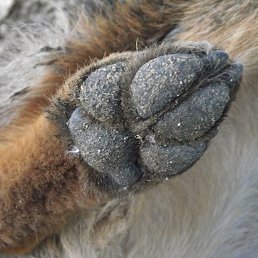 ������, ������������