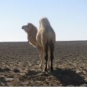  ,  , 51  -  16  2020    