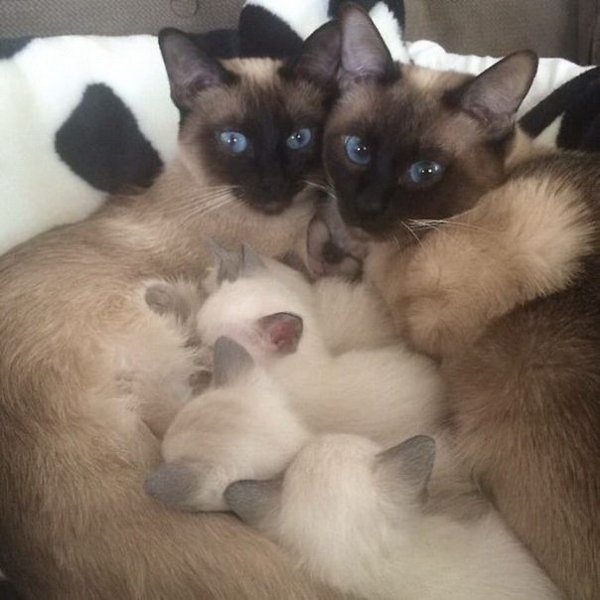 Довольные семейной жизнью кошки с маленькими котятами - 6