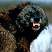 ���������, 32 ����, ������