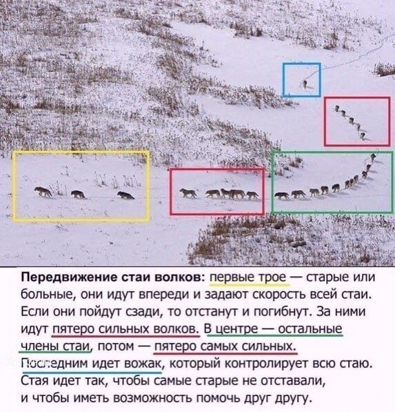 У волков есть чему поучиться!!! Coгласны?